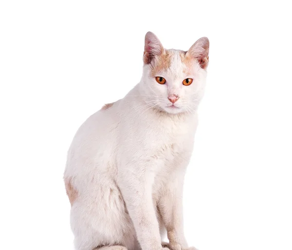 Thaise kat geïsoleerd op witte achtergrond — Stockfoto