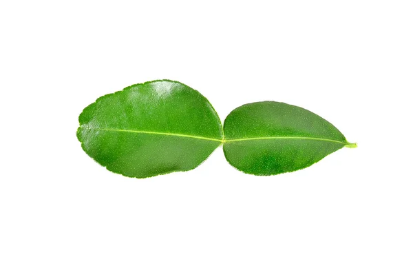 Folha de bergamota sobre fundo branco — Fotografia de Stock