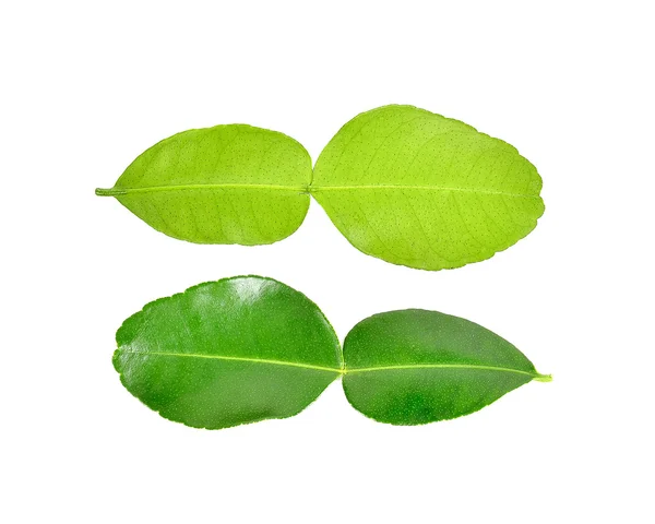 Bergamot leaf on white background — Stock Photo, Image