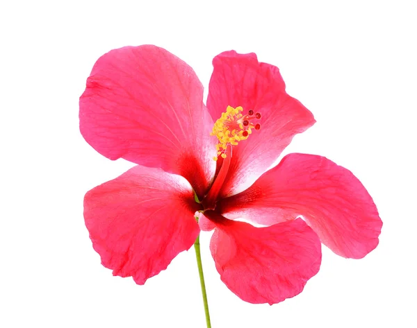 Розовый цветок гибискуса на белом фоне — стоковое фото