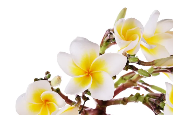 Yellow Plumeria flower  isolated on a white background — Stock Photo, Image