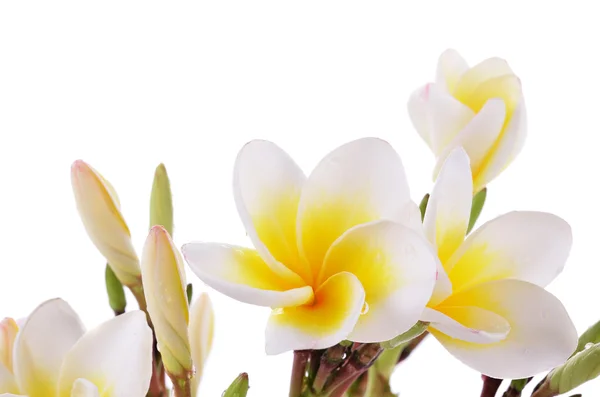 Amarelo Plumeria flor isolada sobre um fundo branco — Fotografia de Stock