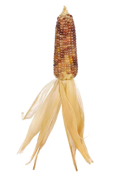 Тайская кукуруза на белом фоне — стоковое фото