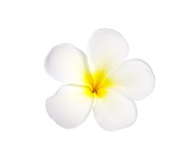 Beyaz arkaplanda izole Frangipani veya Plumeria çiçeği