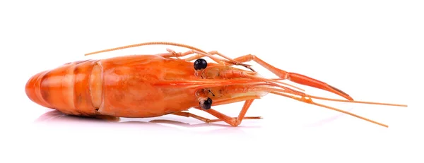 Shrimp isolated on white background — Stock Photo, Image