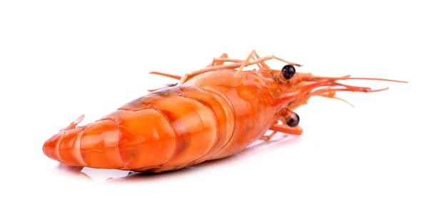 Shrimp isolated on white background — Stock Photo, Image