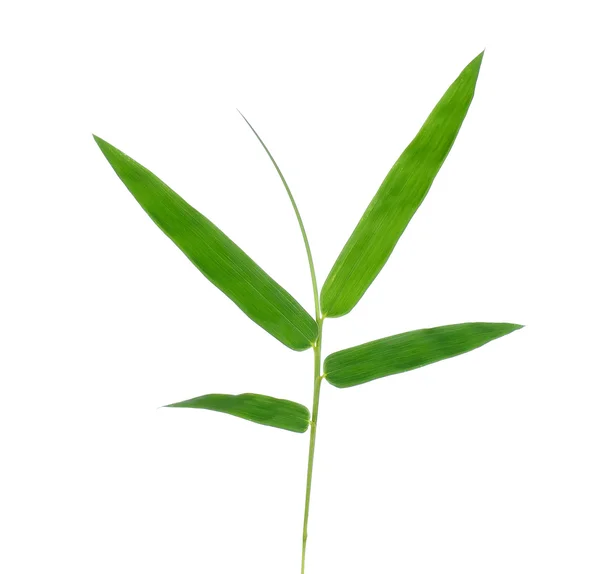 Bamboe blad isoleren op witte achtergrond — Stockfoto