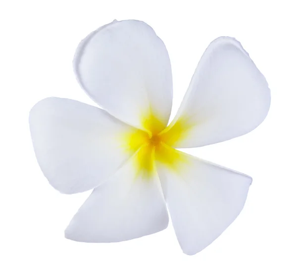 Frangipani or Plumeria Flower Isolated on White Background — Stock Photo, Image