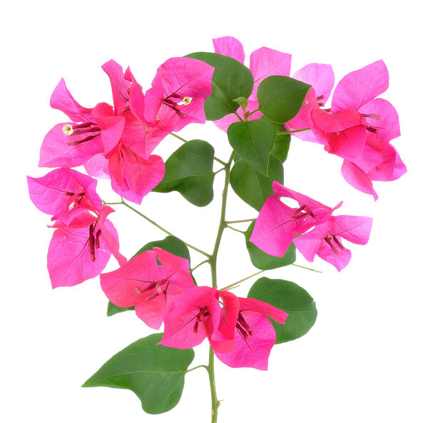 Pink Bougainvillea flowers isolated on white background