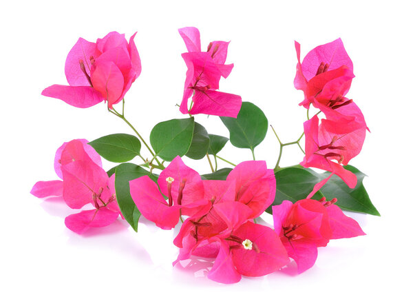 Pink Bougainvillea flowers isolated on white background