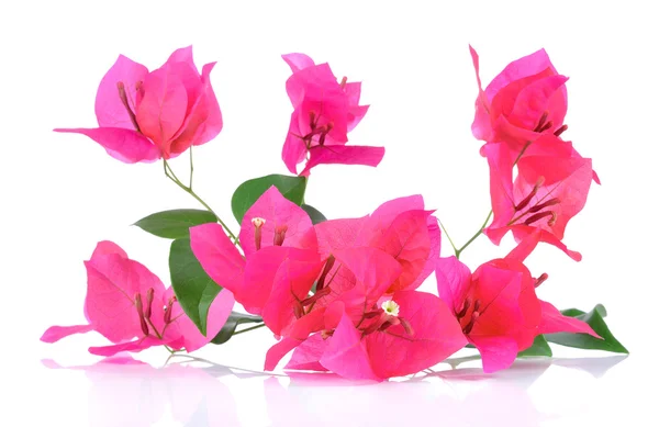 Pink Bougainvillea flowers isolated on white background — Stock Photo, Image