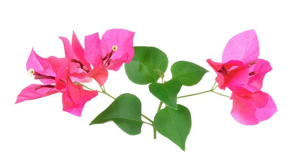 Bougainvillea rosa Flores isoladas no fundo branco — Fotografia de Stock