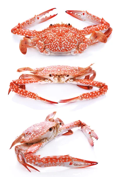 Conjunto de cangrejo rojo aislado sobre fondo blanco —  Fotos de Stock