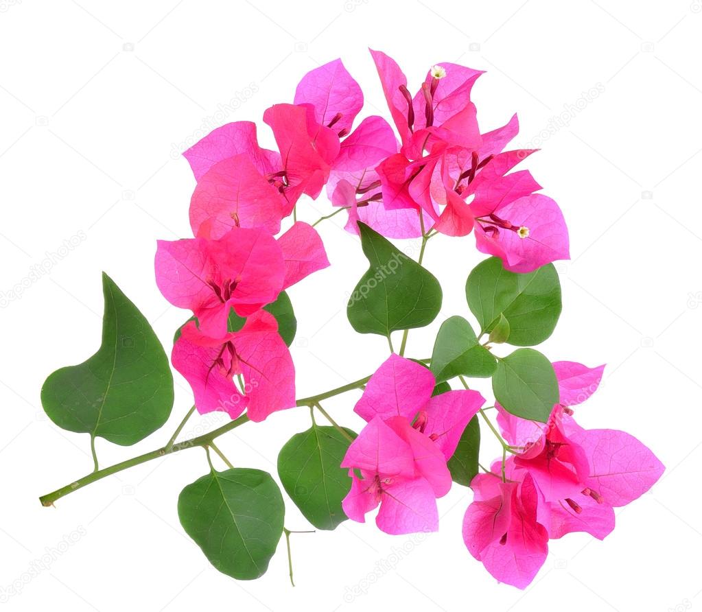 Pink Bougainvillea flowers isolated on white background