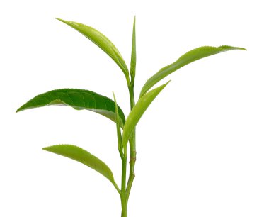 Beyaz arkaplanda yeşil çay yaprağı izole