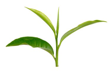 Beyaz arkaplanda yeşil çay yaprağı izole