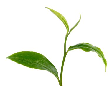 Beyaz arkaplanda yeşil çay yaprağı izole