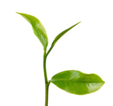 Beyaz arkaplanda yeşil çay yaprağı izole