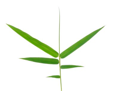 Bambu yaprağı beyaz arkaplanda izole edildi
