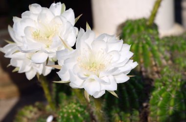 Güzel beyaz kaktüs çiçek Tayland