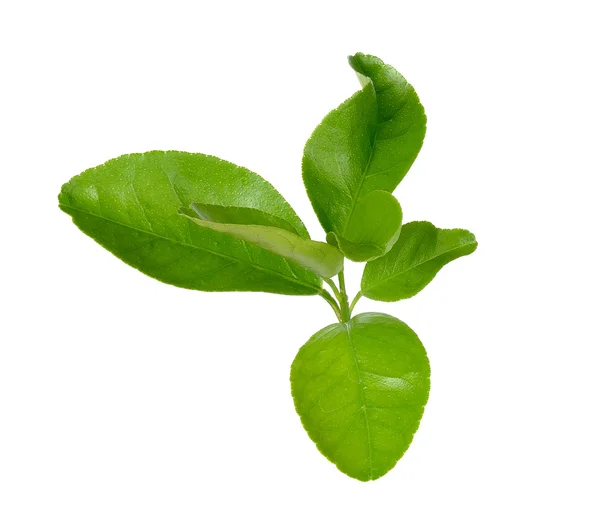 Fresh lime leaves isolated on white background — Stock Photo, Image