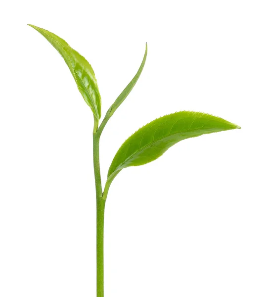 Zelený čaj list izolované na bílém pozadí — Stock fotografie