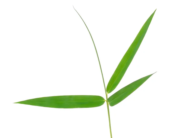 Folha de bambu isolada no fundo branco — Fotografia de Stock