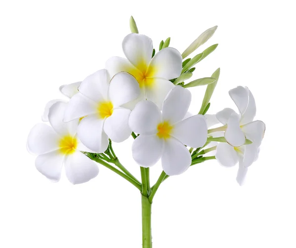 Flor Frangipani ou Plumeria isolada sobre fundo branco — Fotografia de Stock