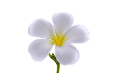 Frangipani veya beyaz arka plan üzerinde izole Plumeria