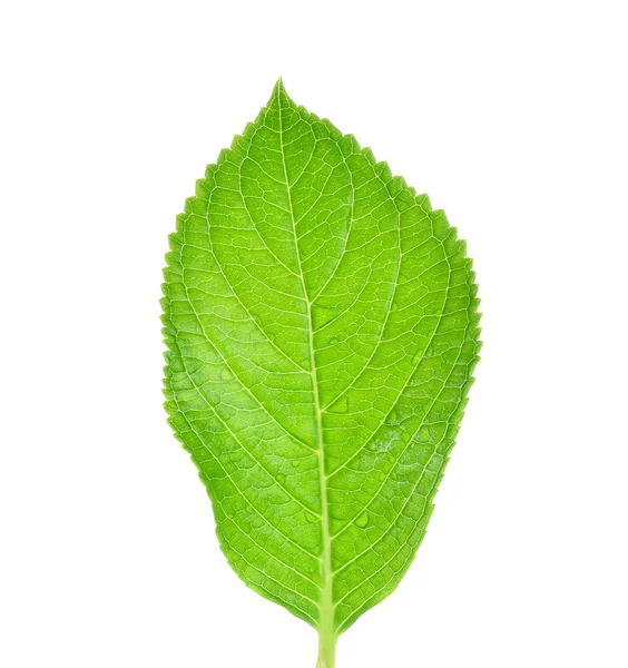 Beyaz arkaplanda yeşil yaprak izole — Stok fotoğraf