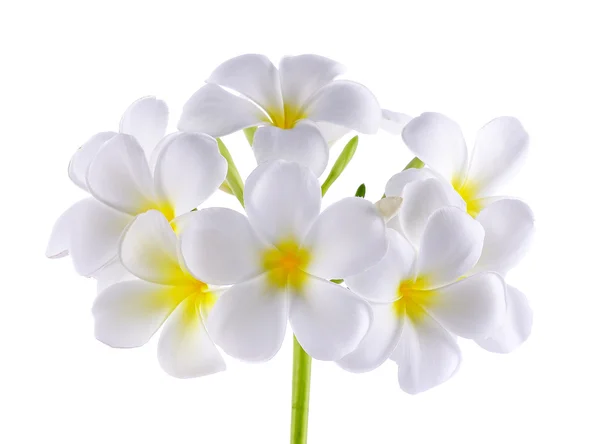 Flor de Frangipani o Plumeria aislada sobre fondo blanco — Foto de Stock