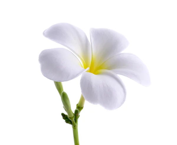 Frangipani or Plumeria isolated on the white background — Stock Photo, Image