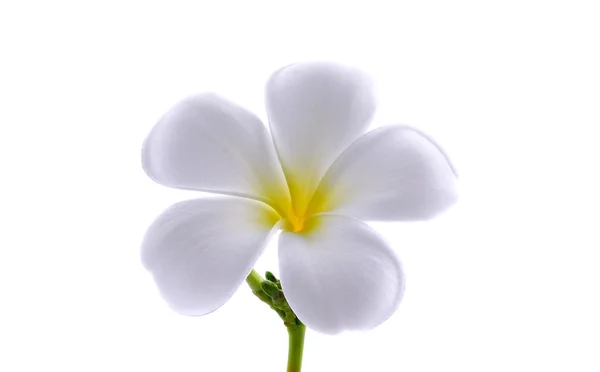 Frangipani ou Plumeria isolado no fundo branco — Fotografia de Stock