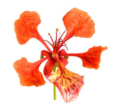 Red peacock Flower isolated on the white background clipart