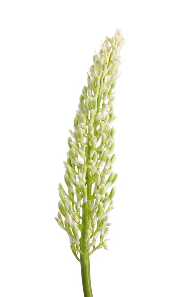 Beyaz arka plan üzerinde izole Alpinia galanga — Stok fotoğraf