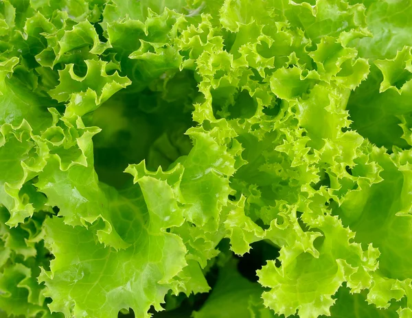 Taze yeşil marul arkaplanı 