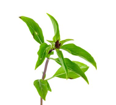 Beyaz arka plan üzerinde izole organik fesleğen yaprağı