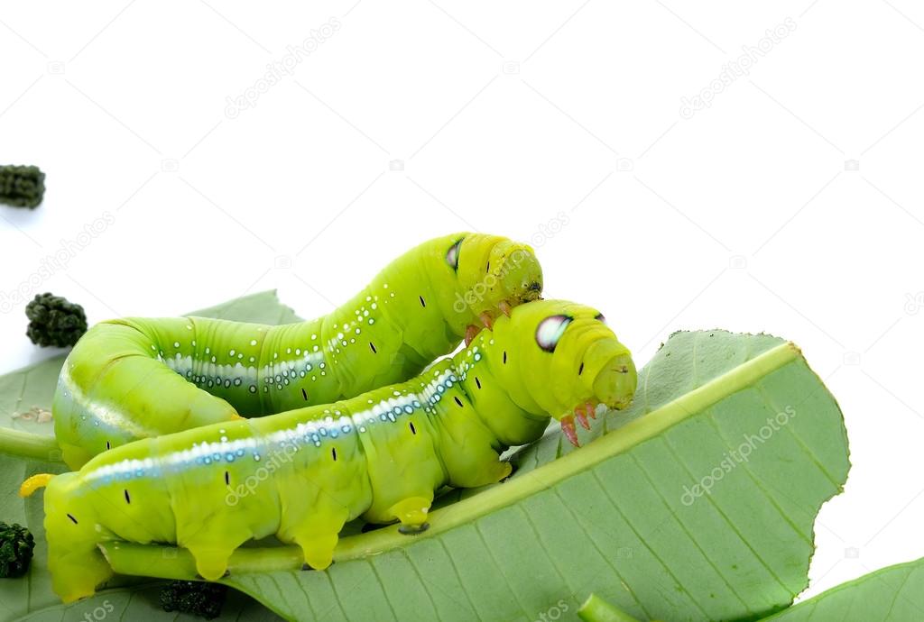 caterpillar of butterfly on leaf isolated