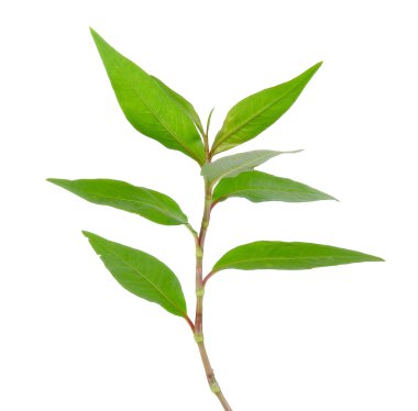 Sıcak nane, beyaz arka plan üzerinde izole Vietnamca nane