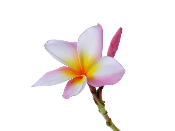 Frangipani o Plumeria aislados sobre fondo blanco — Foto de Stock