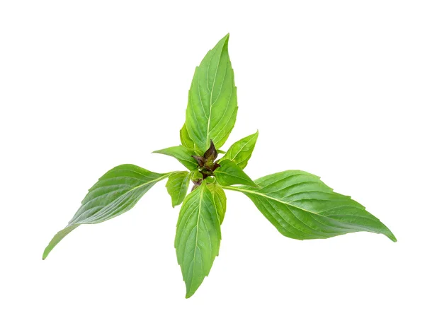 Basil leaves isolated on the white background — Stock Photo, Image