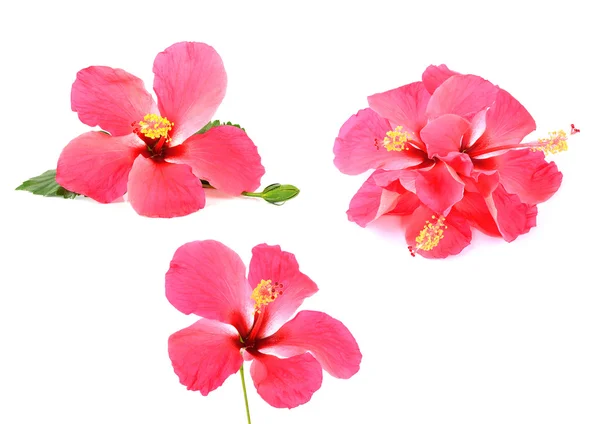 Flor de hibisco rosa aislada sobre fondo blanco — Foto de Stock