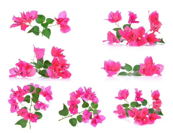Pink Bougainvillea flowers isolated on white background — Stock Photo, Image