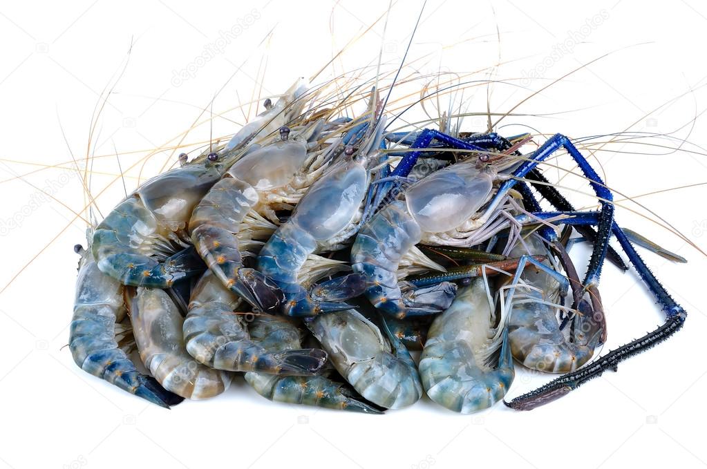 Fresh Shrimp isolated on the white background