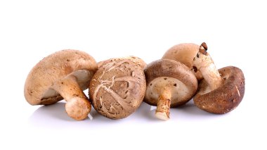 Beyaz arka planda izole edilmiş Shiitake mantarları.