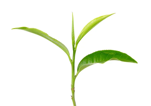 Foglia di tè verde isolato sullo sfondo bianco — Foto Stock