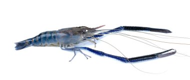 Beyaz arka plan üzerinde izole taze karides