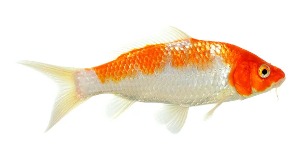 Koi fisk isolerat på den vita bakgrunden — Stockfoto