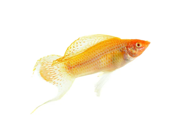 흰색 배경에 고립 몰리 물고기 — 스톡 사진