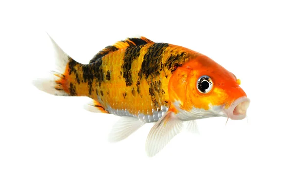 Peixe Koi isolado no fundo branco — Fotografia de Stock